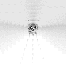 Che Dite E Un Gatto
