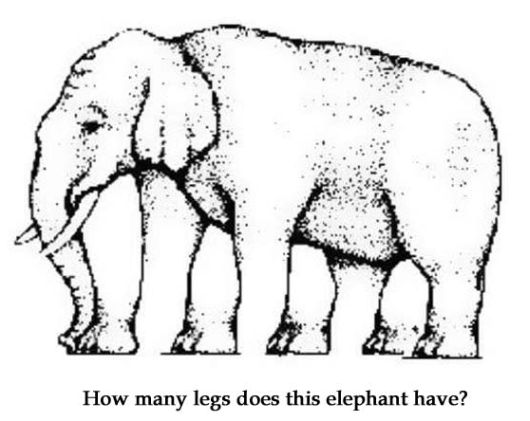 Gambe Dell Elefante