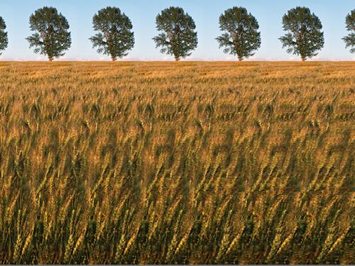 Stereogramma Grano