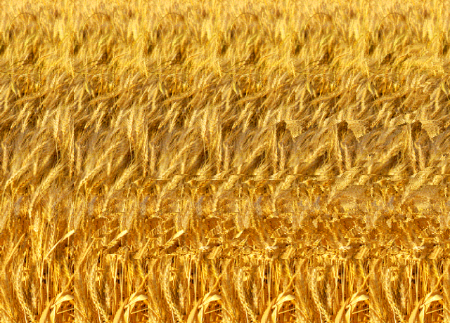 Stereogramma Campagna